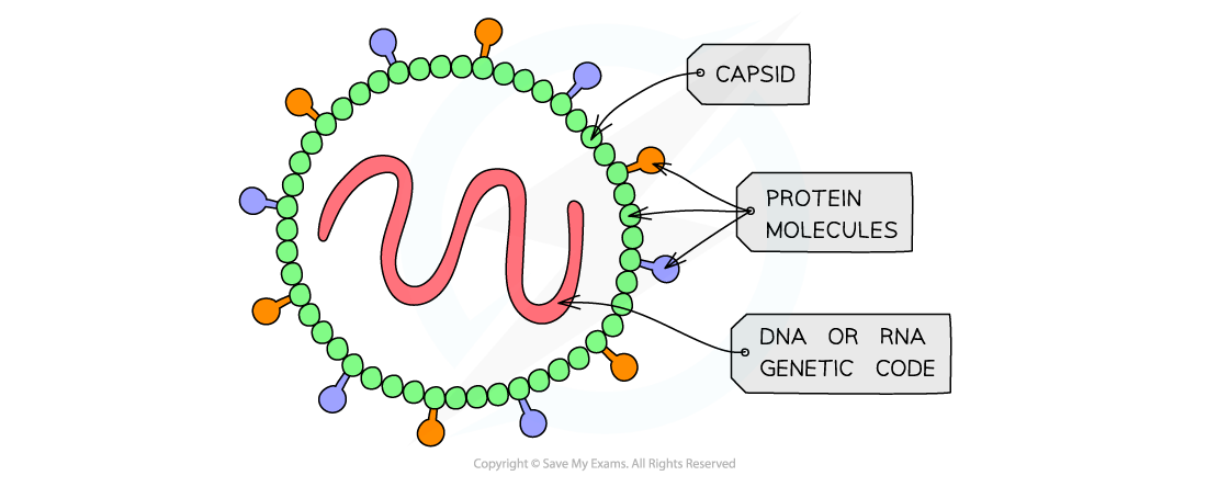 Viruses AQA A Level Biology Revision Notes 2017