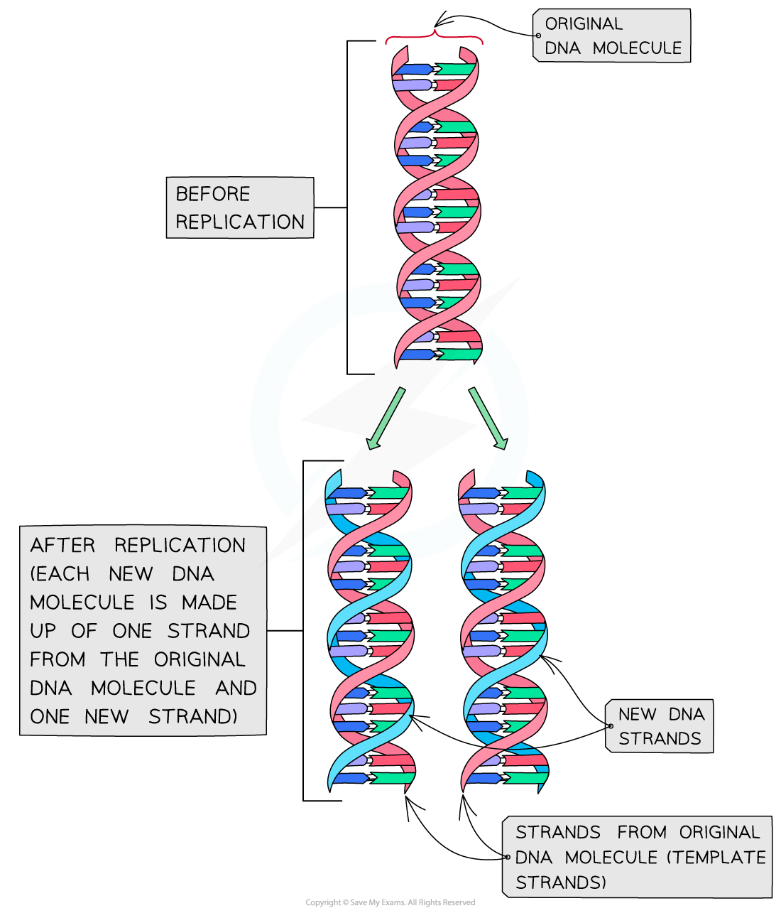 semi-conservative-replication-of-DNA-diagram