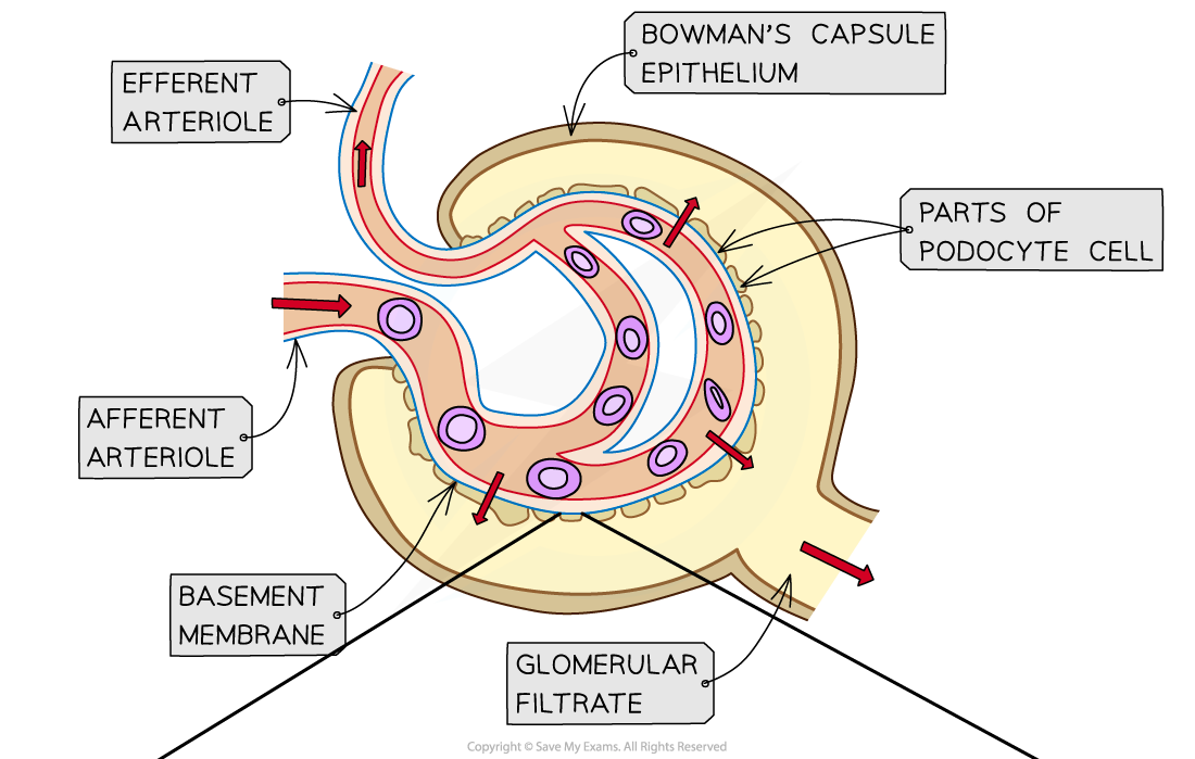 The Function Of The Nephron AQA A Level Biology Revision Notes 2017 The Function Of The Nephron AQA A Level Biology Revision Notes 2017