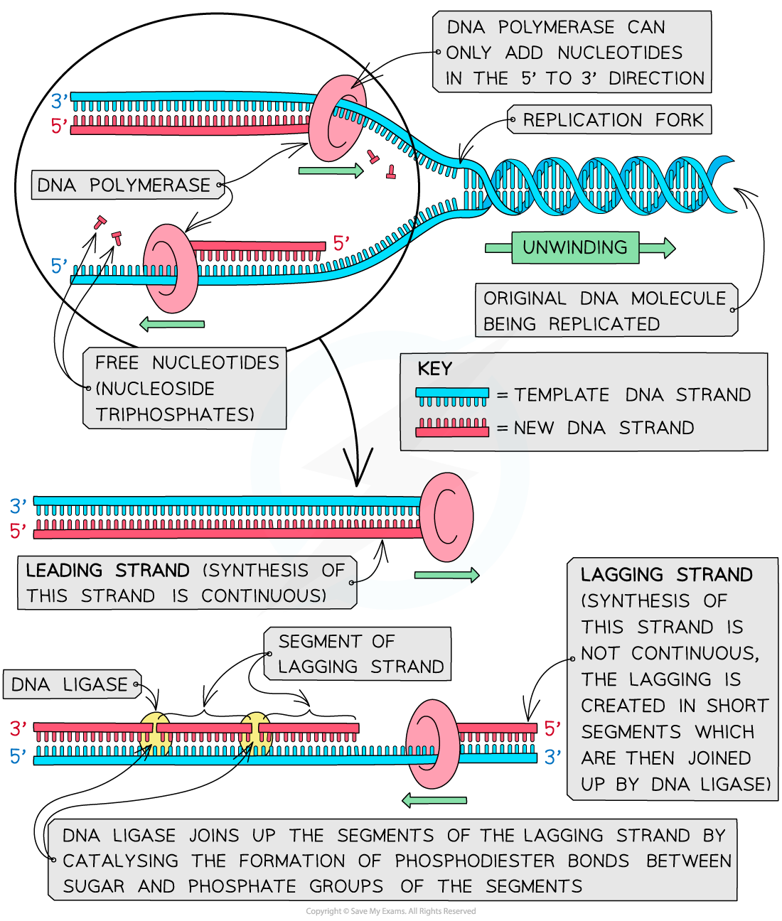 leading-and-lagging-strands-diagram