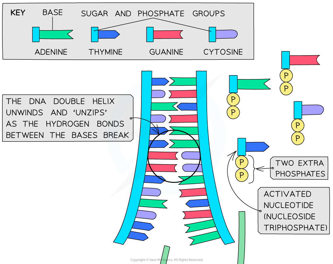 DNA-replication-with-activated-nucleotides-(1)