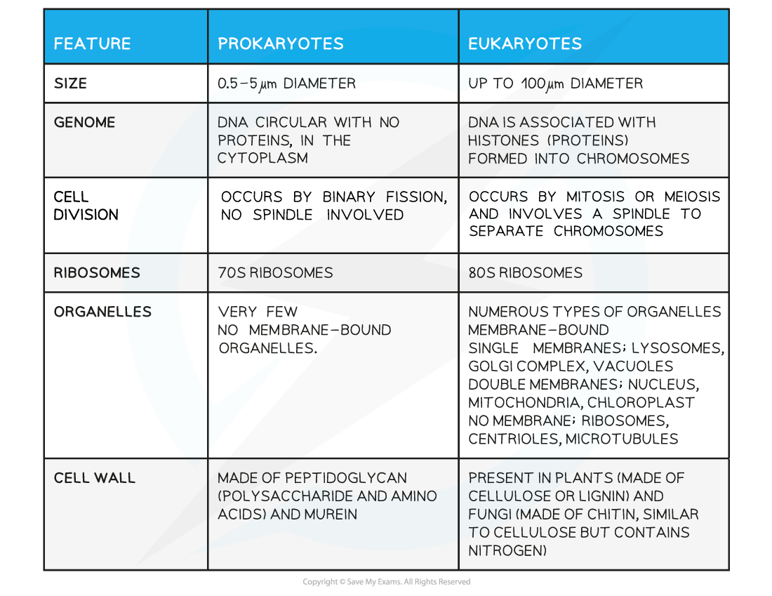 Comparison Of Prokaryotic Eukaryotic Cells DP IB Biology SL Comparison Of Prokaryotic Eukaryotic Cells DP IB Biology SL