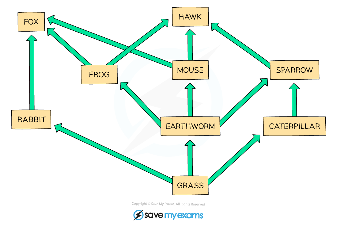 Food Chain And Food Web Yahoo Answers FOOD CHAIN 5 .docx Name: