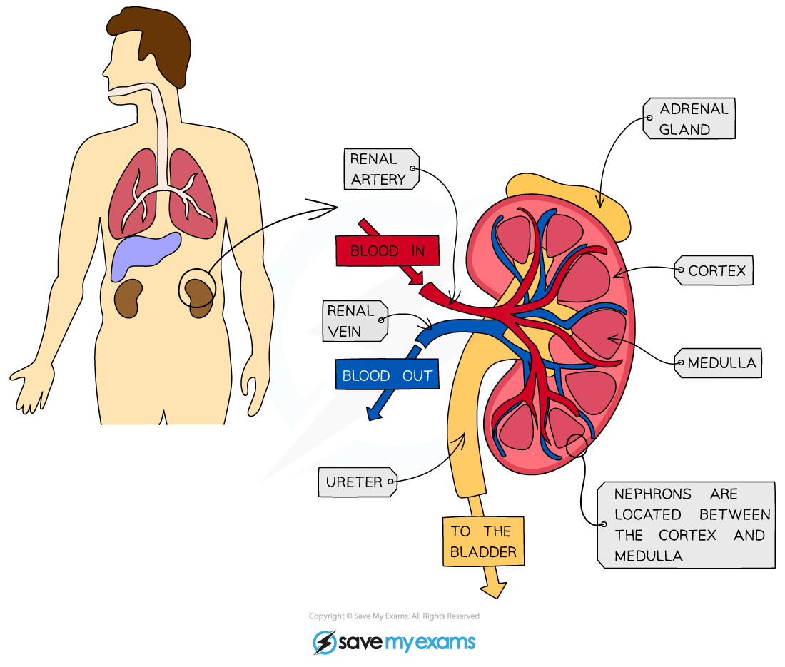 The Kidneys – OCR GCSE Biology Revision Notes