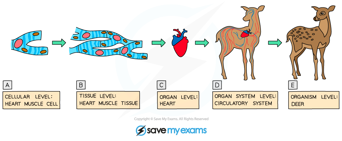 Cell Differentiation Examples In Animals
