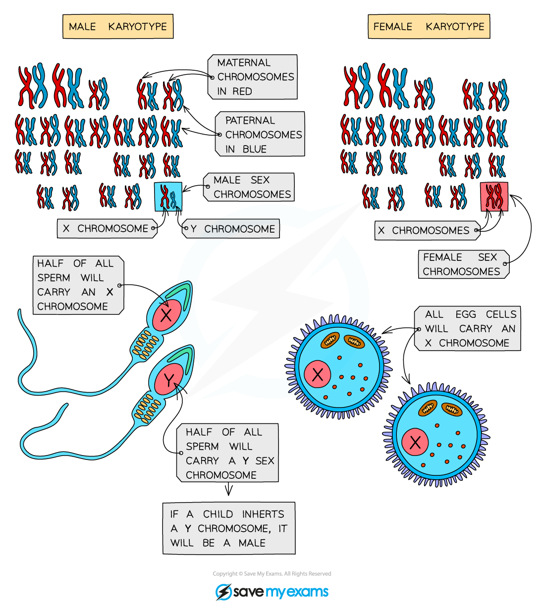 Sex Chromosomes - IGCSE Biology Revision Notes, image size:1100x1232