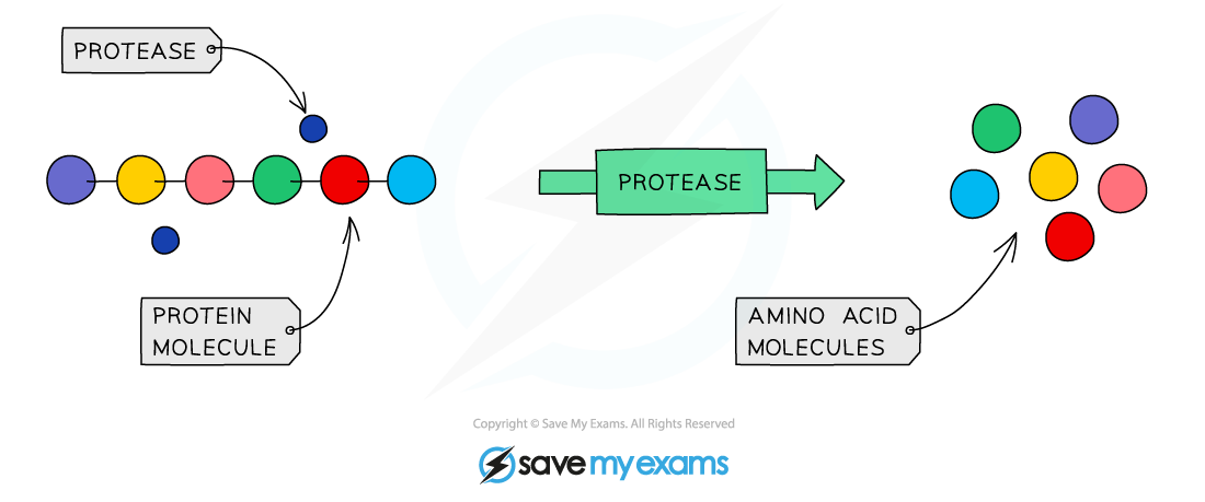 The digestion of proteins