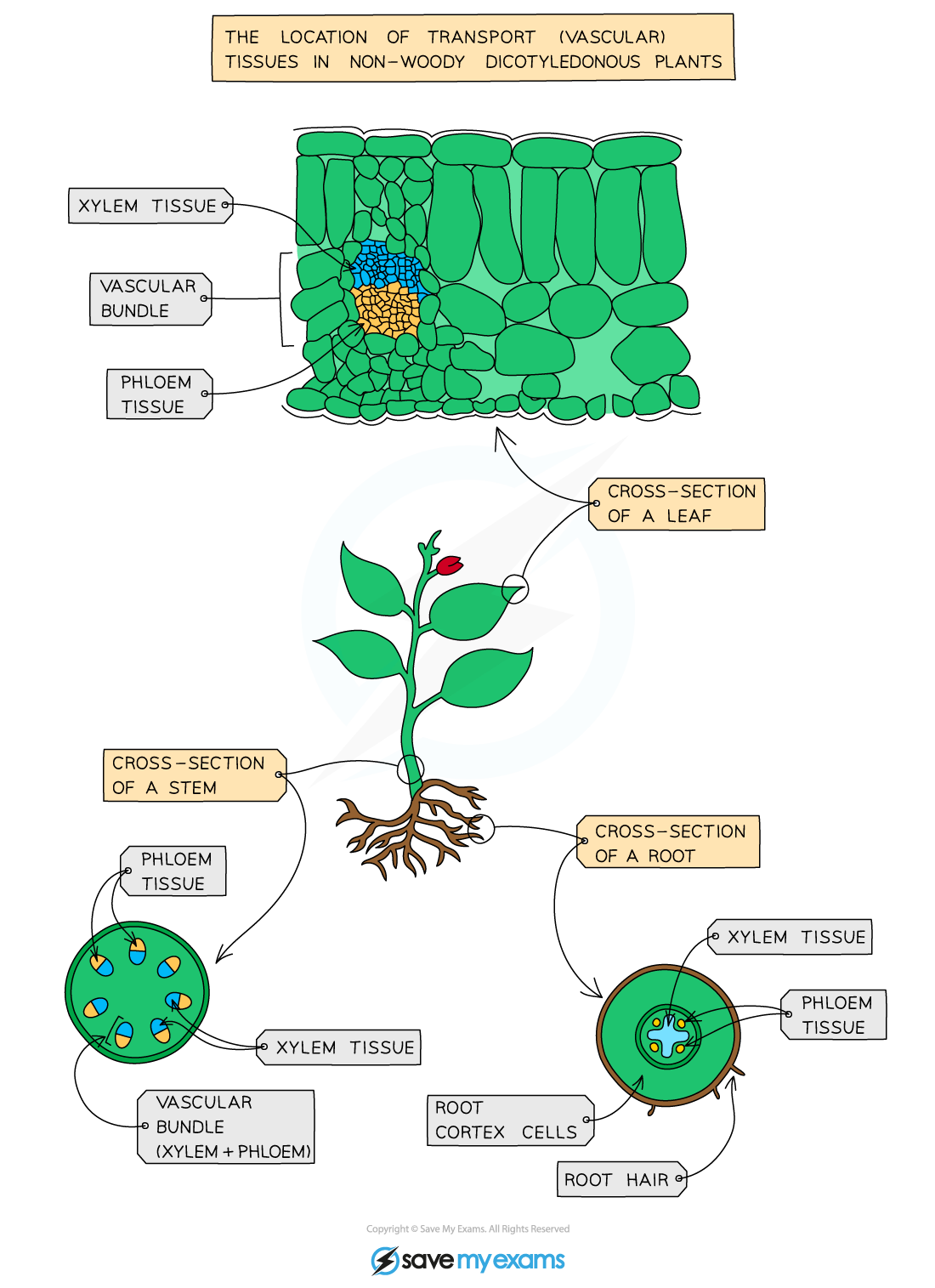Xylem \u0026 Phloem | Cambridge (CIE) IGCSE Biology Revision Notes 2021, image size:1100x1515