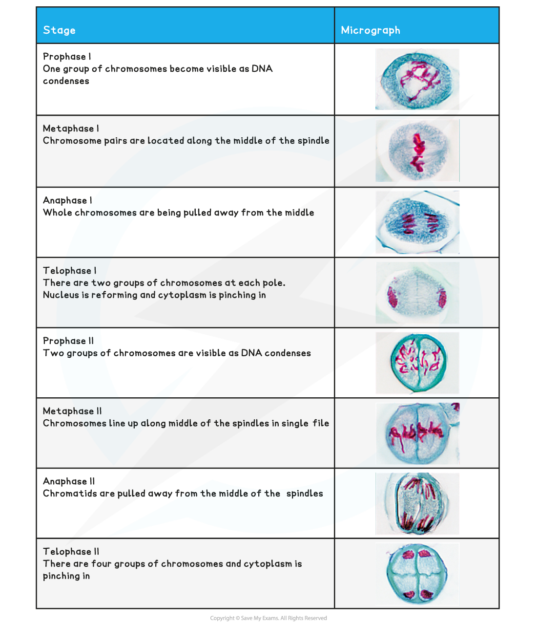 Identify The Stages Of Meiosis On The Diagram Diagram Resource Gallery