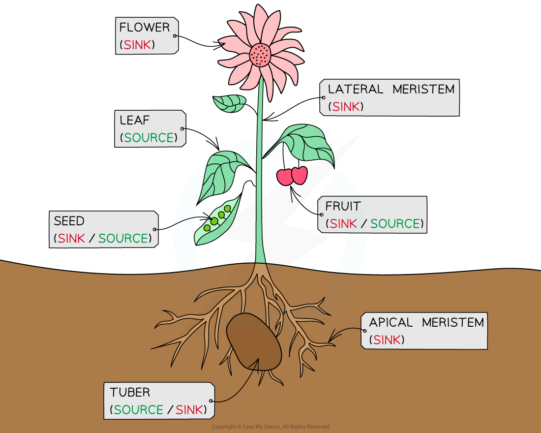Translocation in Plants – IB HL Biology Revision Notes, image size:1100x880