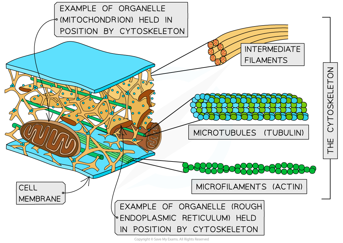 Cytoskeleton Diagram Drawing Cytoskeleton Diagram Drawing