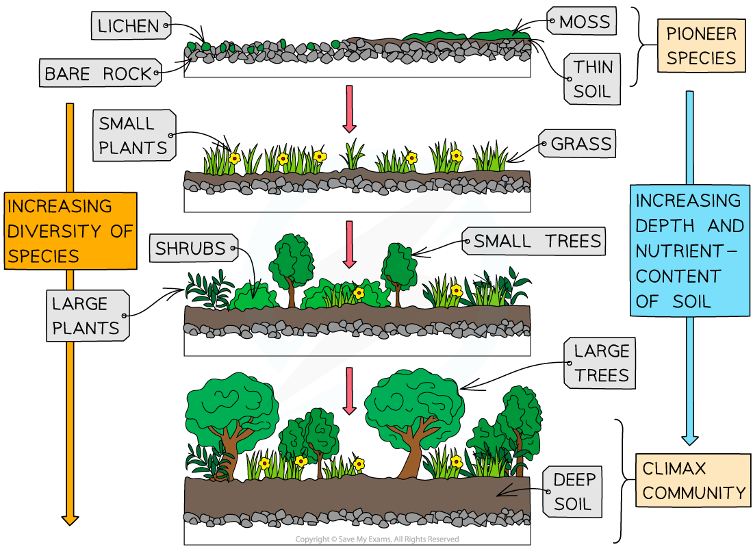 Ecological Succession, image size:1100x799