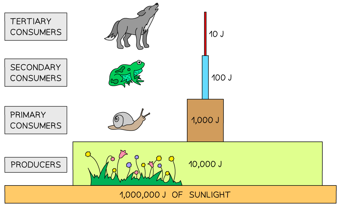 Pyramid Of Numbers Biology Igcse