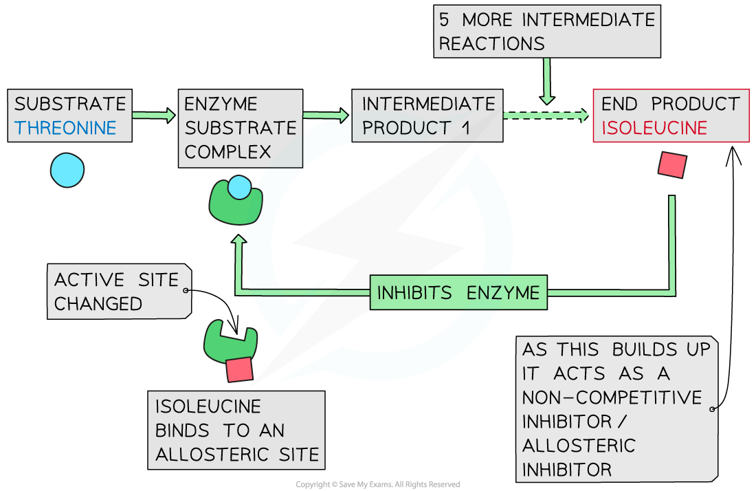 Enzyme Inhibition Enzyme Inhibition DP IB Biology Revision Notes