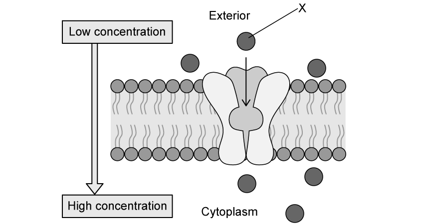 active transport