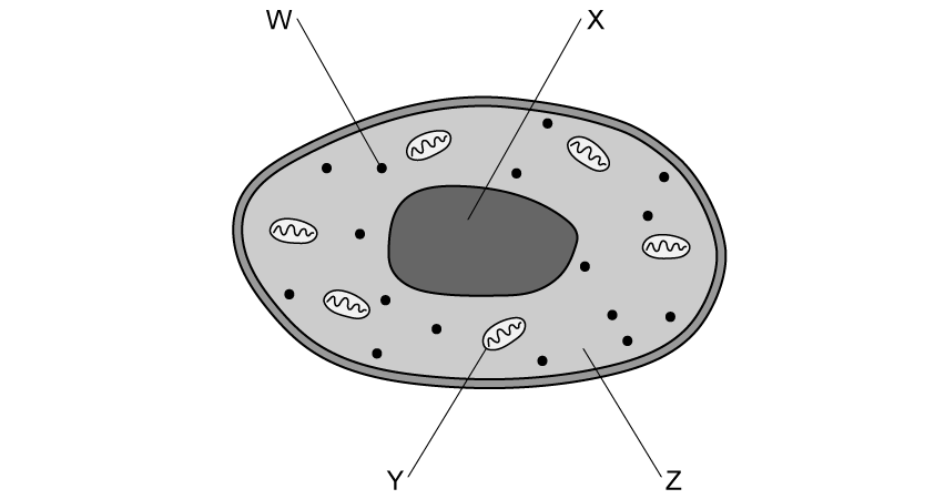 animal-cell-mitochondria-1