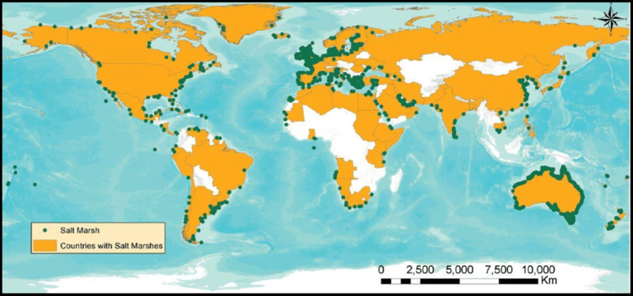 salt-marsh-distribution