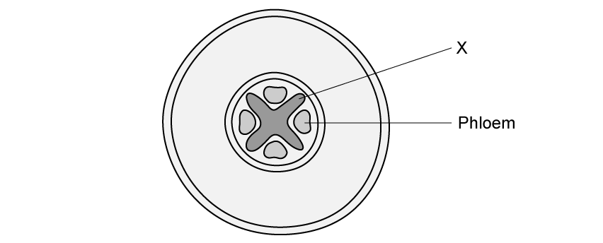 xylem