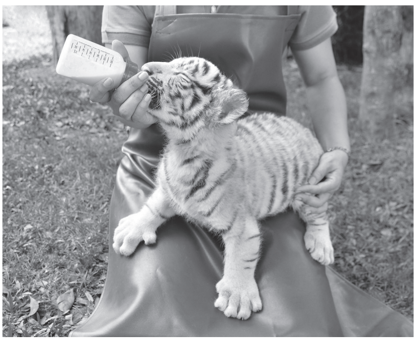 cie-igcse-2018-s1-oct-p4-q6a-tiger