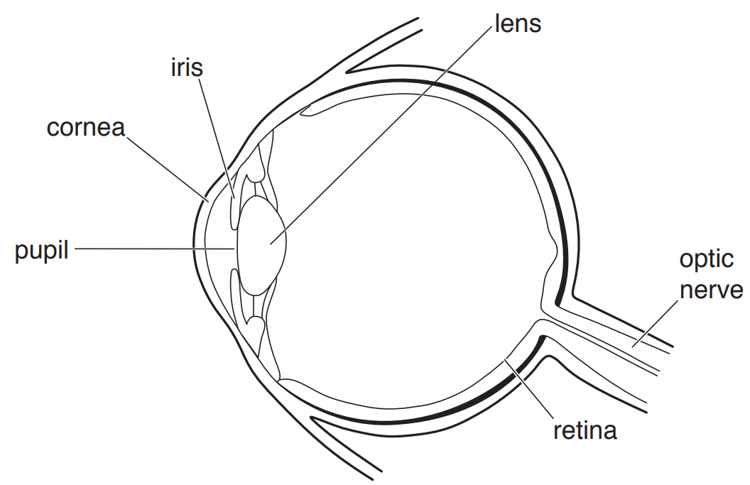 cie-igcse-2018-s2-may-p3-q4a-the-eye
