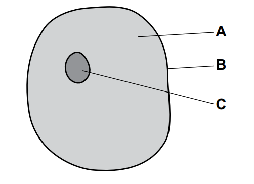 cie-igcse-2023-specimen-q1c