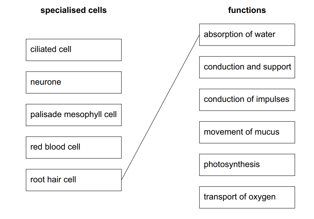 cie-igcse-2023-specimen-q1d