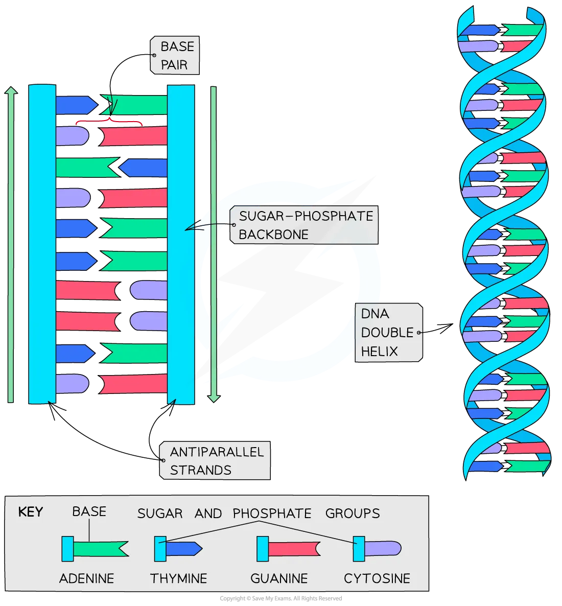 DNA and RNA Structure - IB Biology Revision Notes, image size:1100x1186