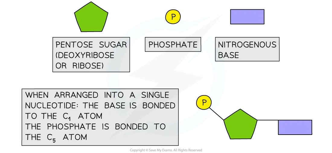 Nucleotide Direction Practic Rna Nucleotide Simple Diagram