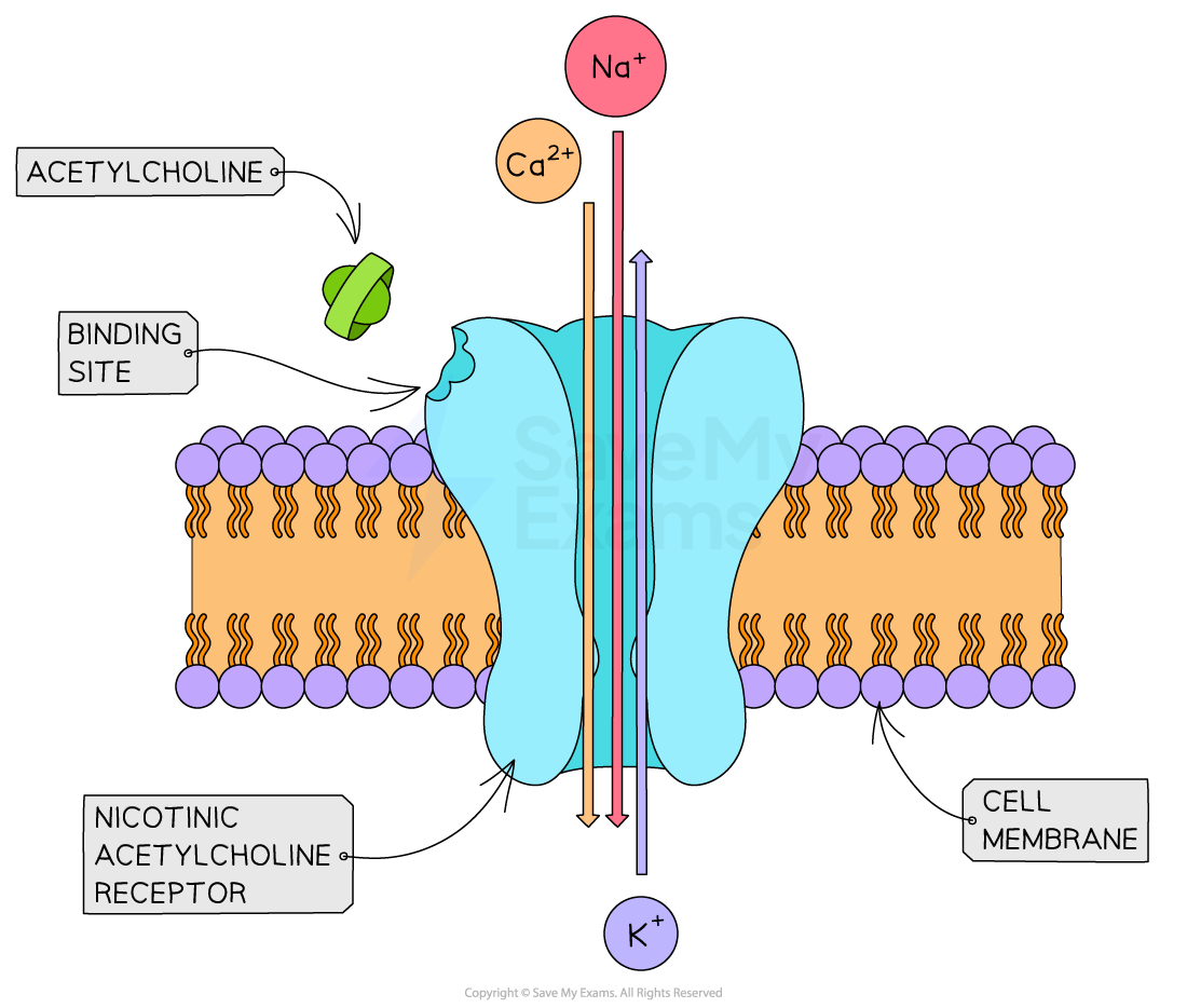 Cell membrane lipid bilayer | GetBodySmart, image size:1100x934