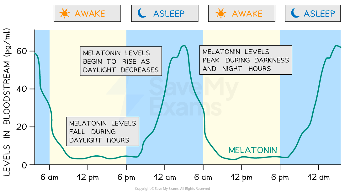 Epinephrine & Melatonin | DP IB Biology Revision Notes 2023 Epinephrine & Melatonin | DP IB Biology Revision Notes 2023