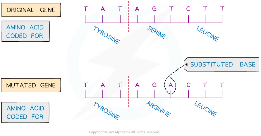 Substitution Mutation Example