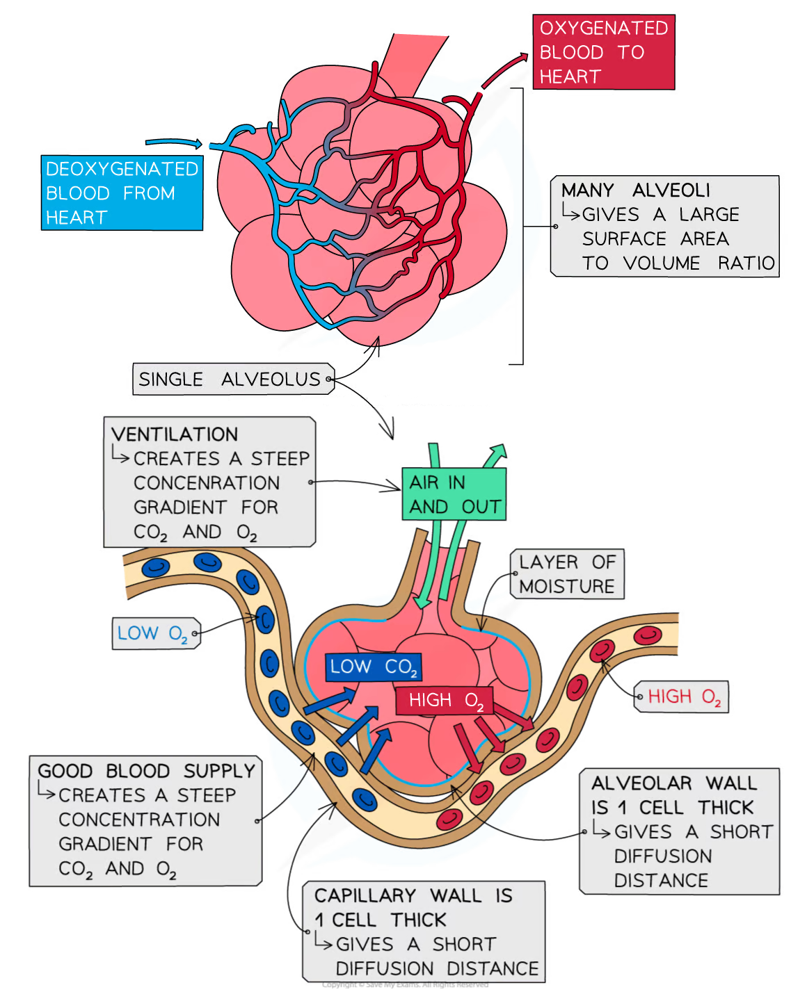 role of the alveoli