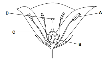 q2-16-3-sexual-reproduction-easy-mcq-cie-o-level-biology