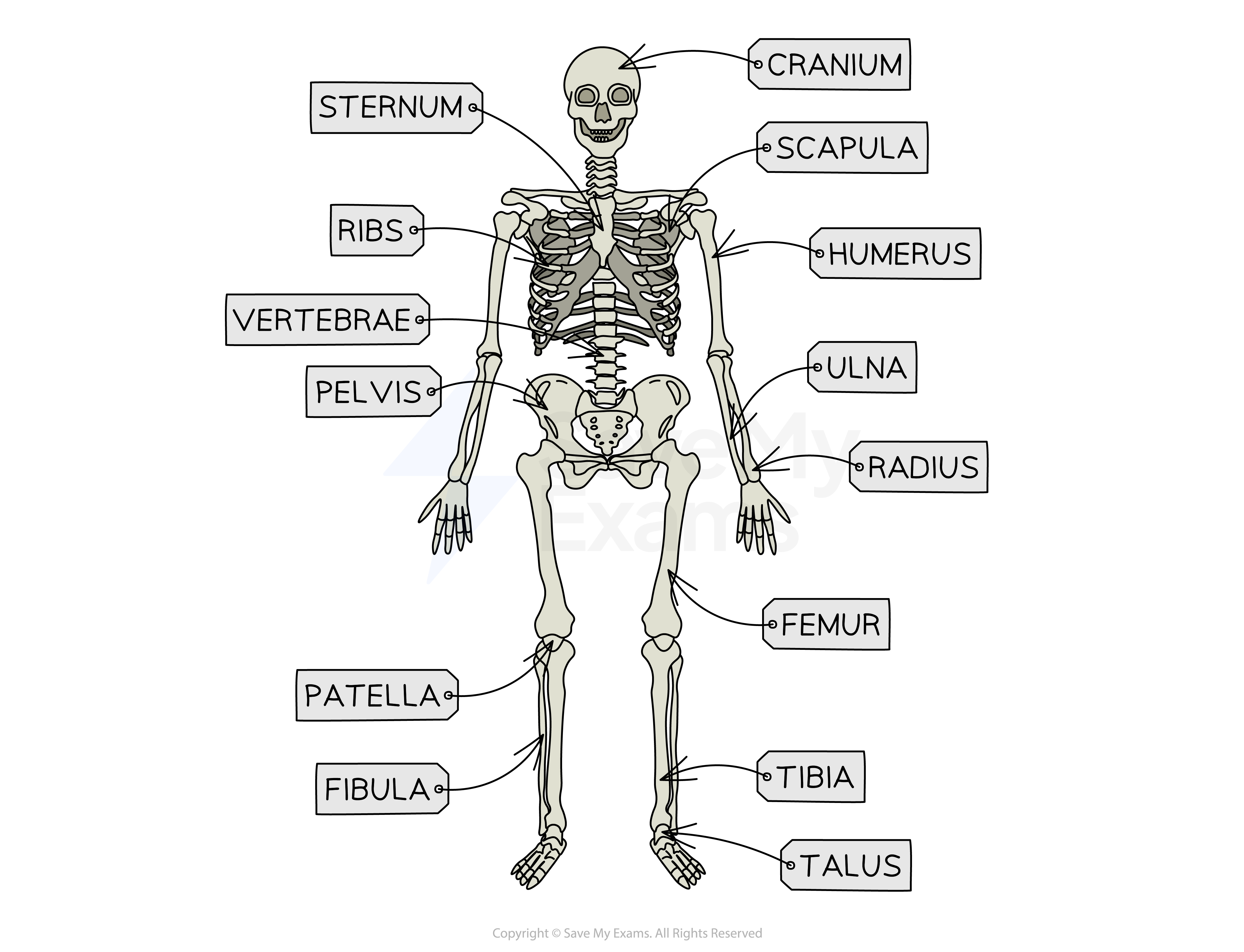 Skeleton Structure Exles Infoupdate Skeleton Structure Exles Infoupdate