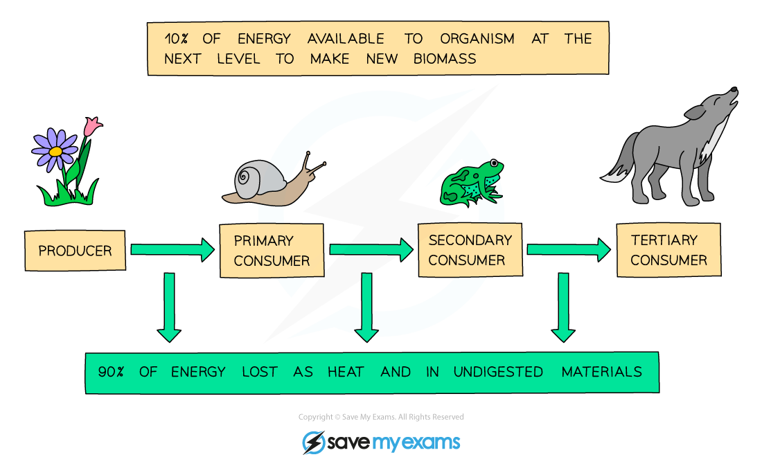 Ecological Efficiency (HL) | DP IB Environmental Systems 