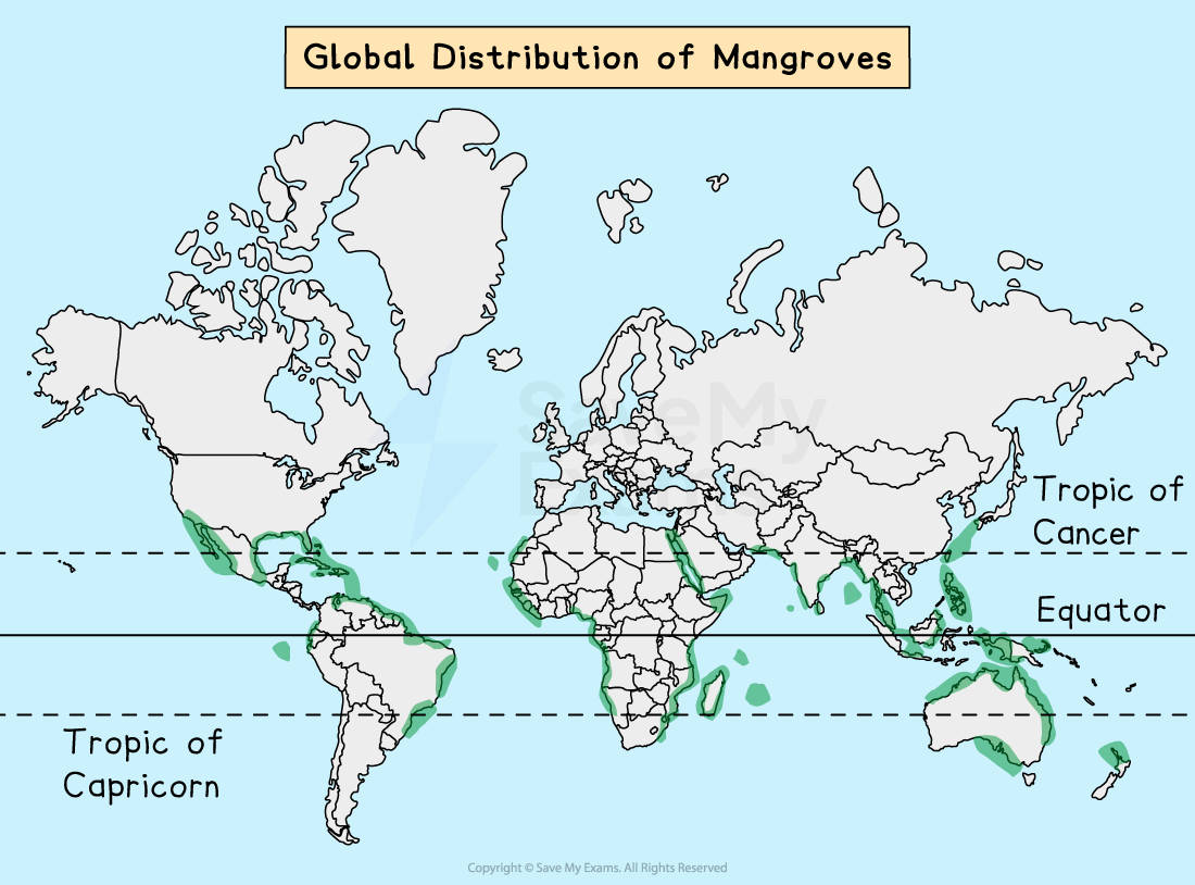 World map showing mangrove distribution in green along tropical coasts, between the Tropics of Cancer and Capricorn, concentrated near the equator.