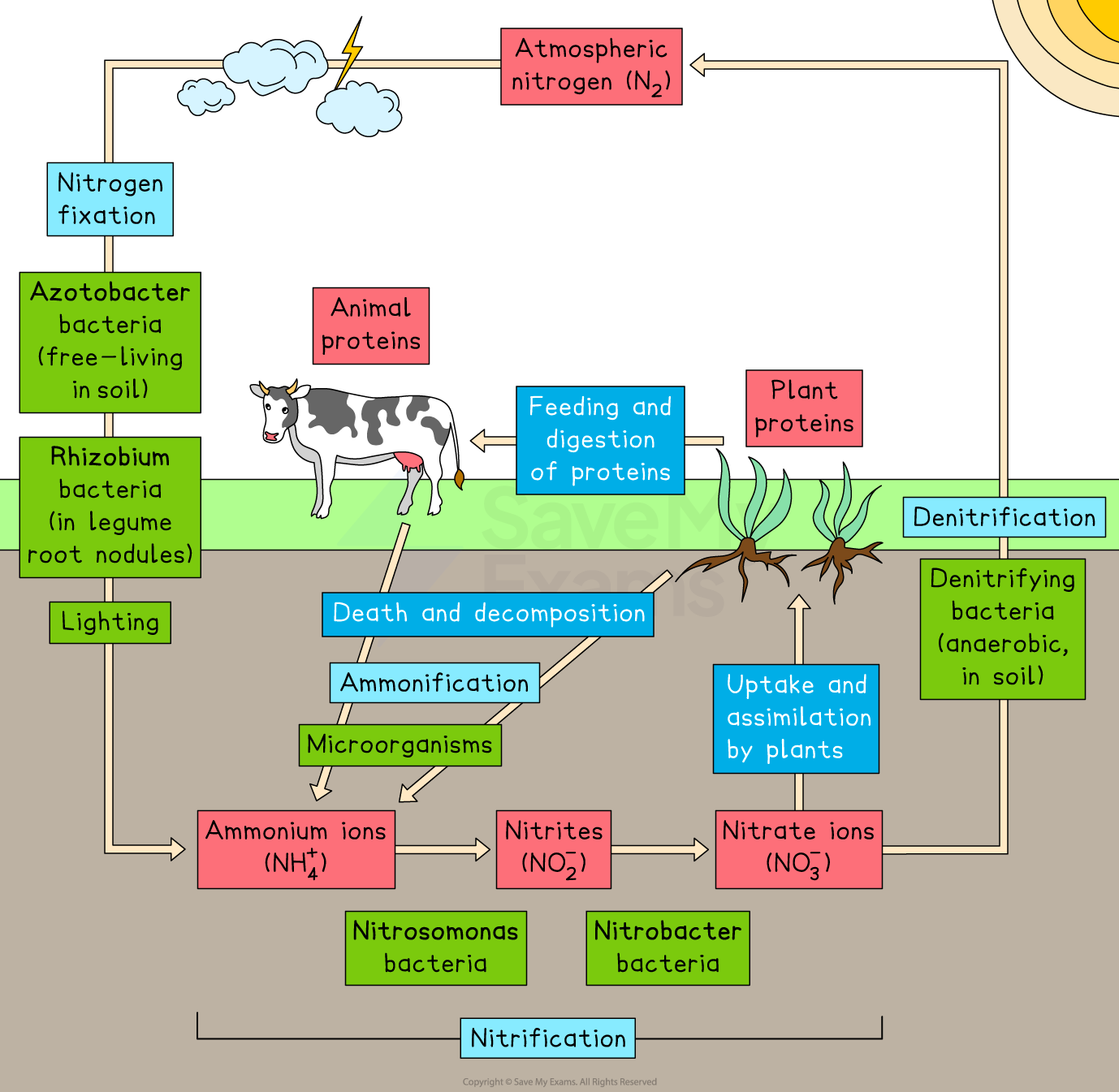 Nitrogen Cycle Aqa