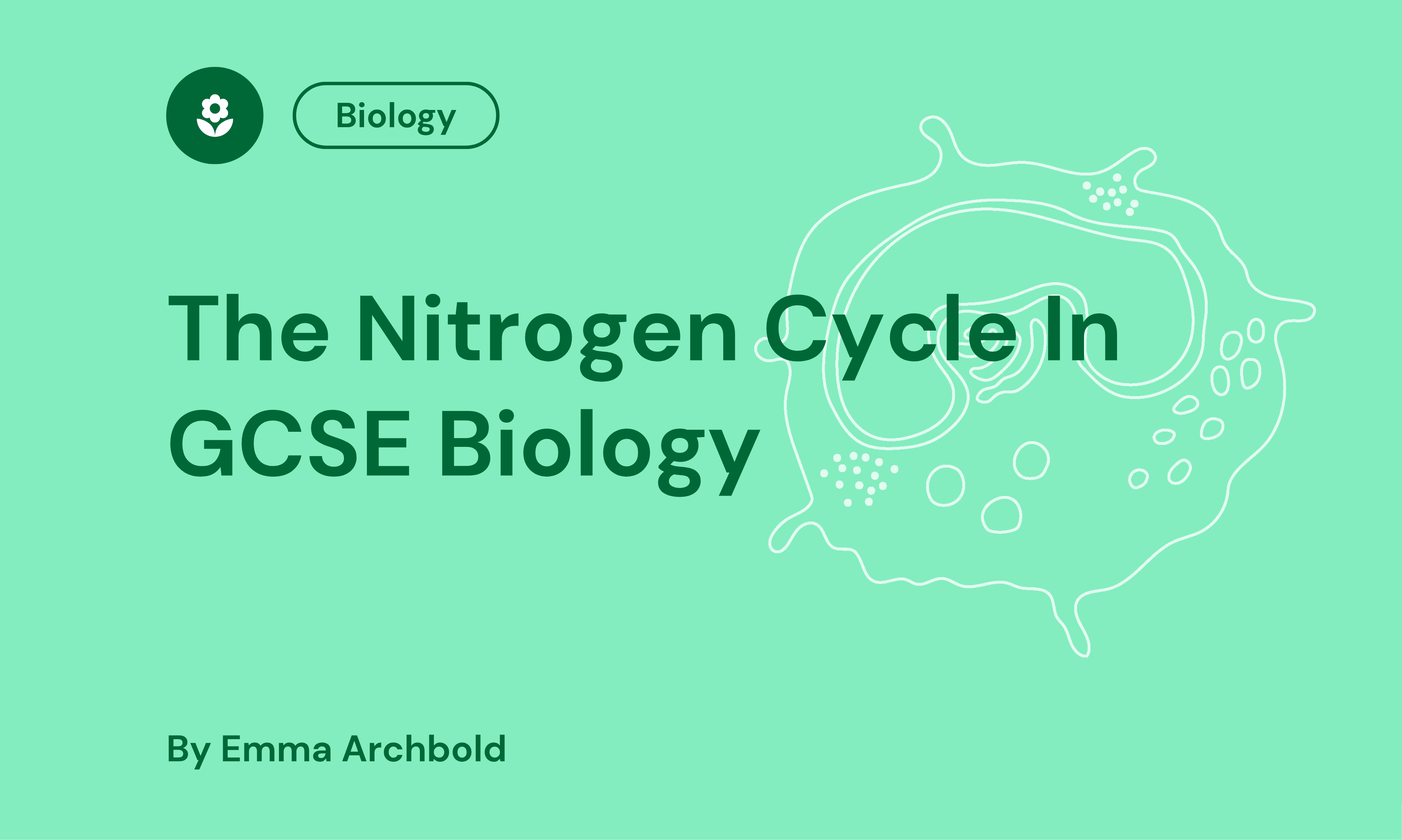 The Nitrogen Cycle In GCSE Biology