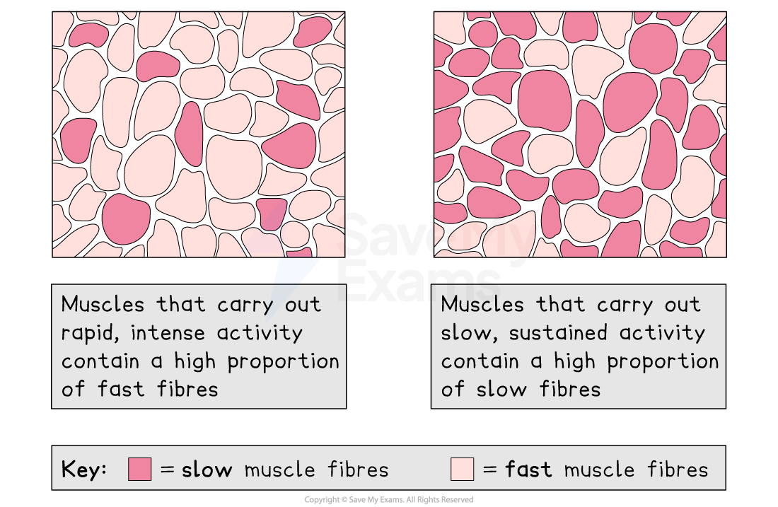 Dijagram s dva poprečna presjeka mišića koji ilustrira mišićni sastav za različite vrste aktivnosti: jedan s visokim udjelom brzih vlakana za intenzivnu aktivnost, drugi s visokim udjelom sporih vlakana za izdržljivost.