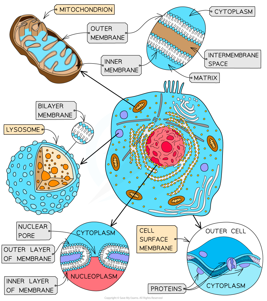 Draw Labelled Diagram Fluid Mosaic Model Plasma Membrane The