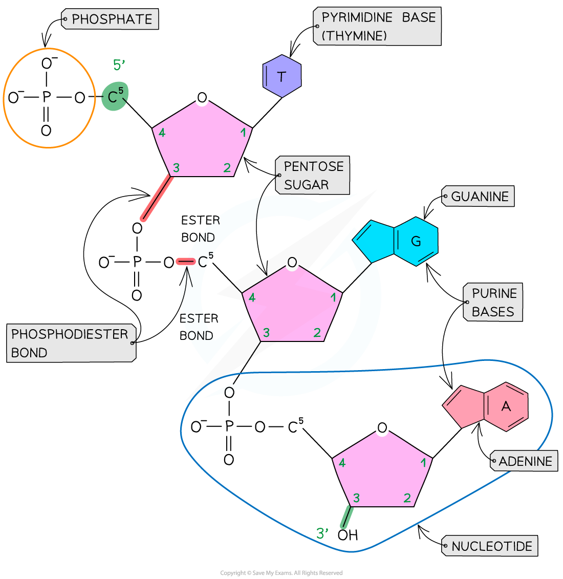 Unit 6 All living things use DNA to pass genetic information to the next  generation. Genetic information directs the developme, image size:1100x1131