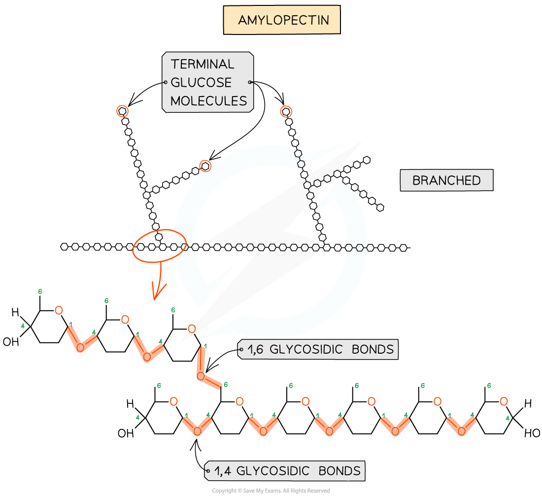Starch \u0026 Glycogen | Cambridge (CIE) A Level Biology Revision Notes 2023, image size:1100x1009