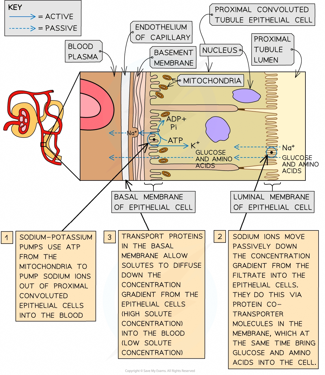 Renal Protein Reabsorption Proximal Convoluted Tubule Renal 1324x960