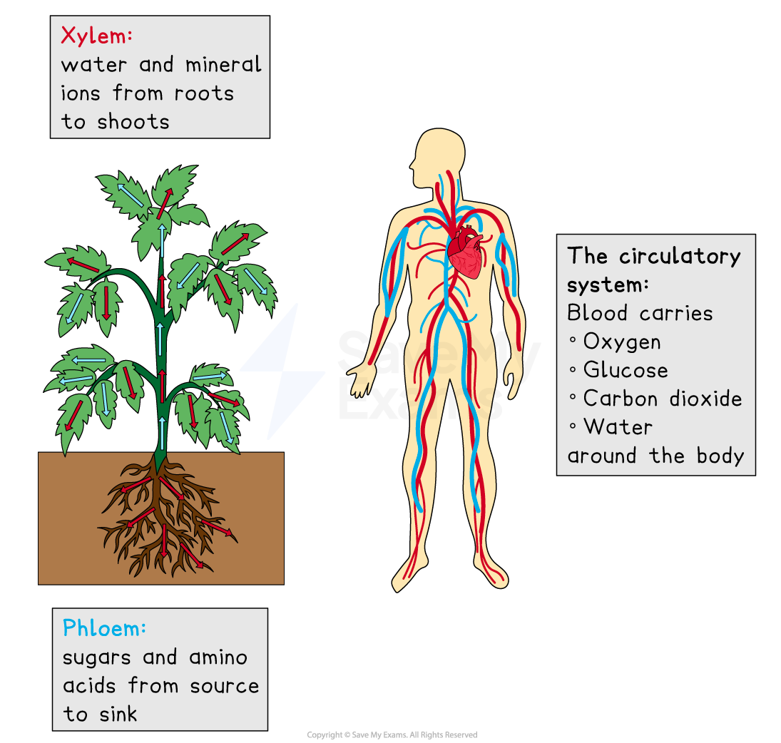 Transport Systems and Unicellular Organisms - IGCSE Biology